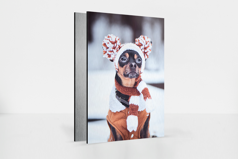 Alu Dibond winterlich bedruckt mit angezogenem Hund im Schnee